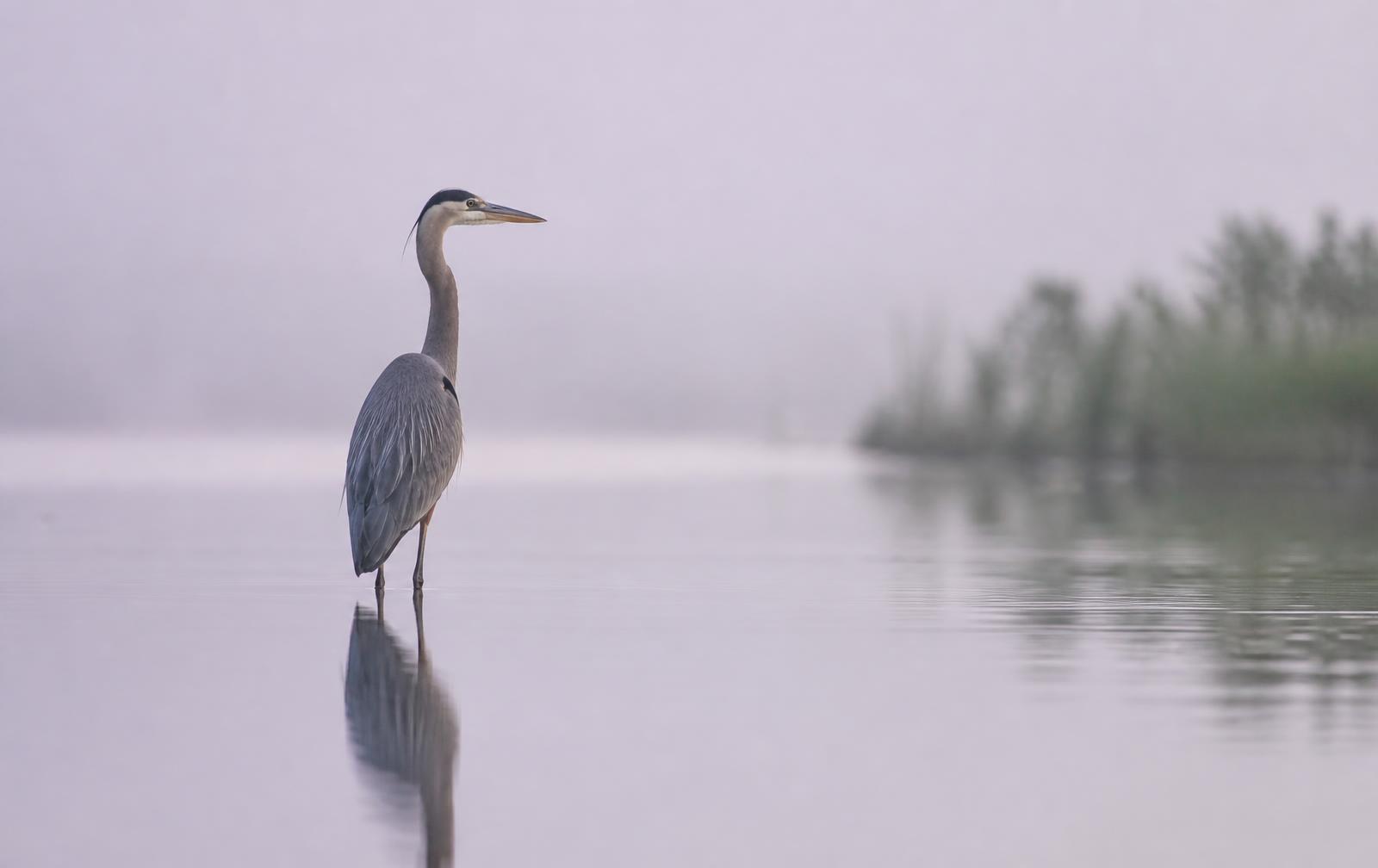 A heron standing still in calm shallow water
